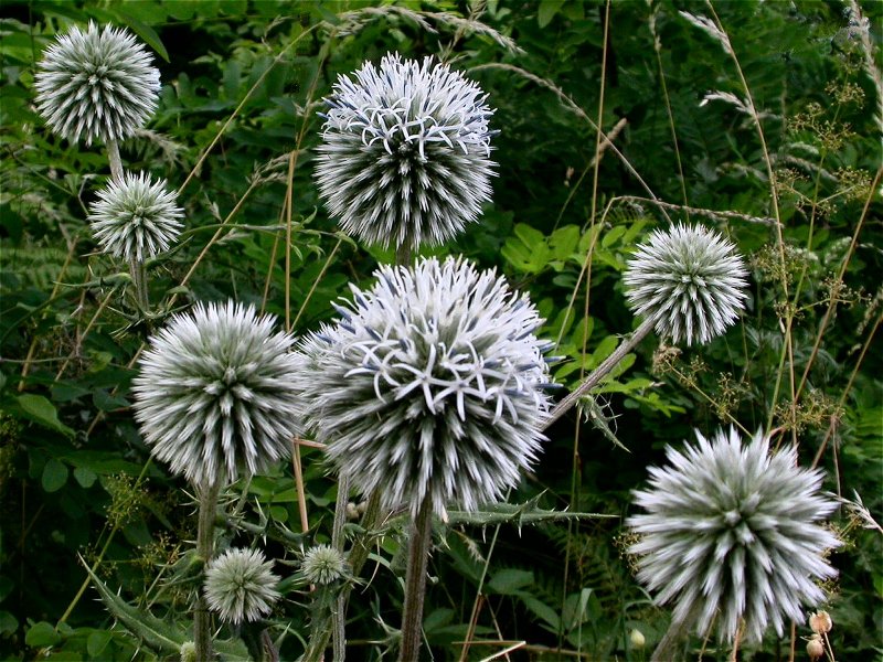 Fiori dalla Maremma